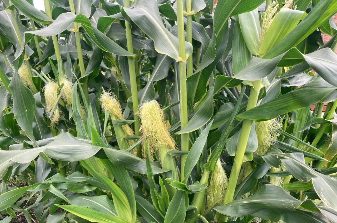 When are Sweetcorn ready to harvest?